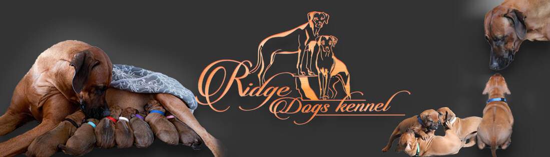 Velkommen til Ridgedogs Kennel!